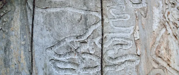 Galerie arbre & arbuste
